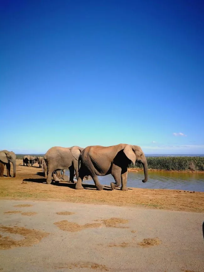 suedafrika addo elephant park