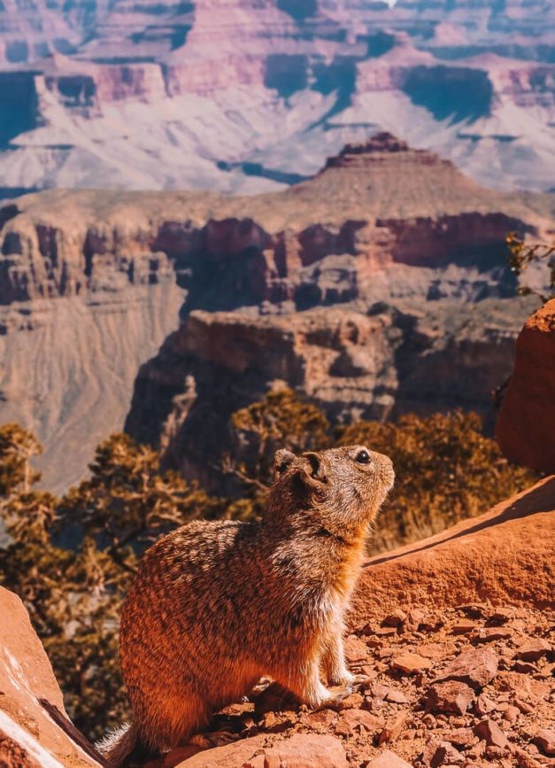 grand canyon grandview trail 2