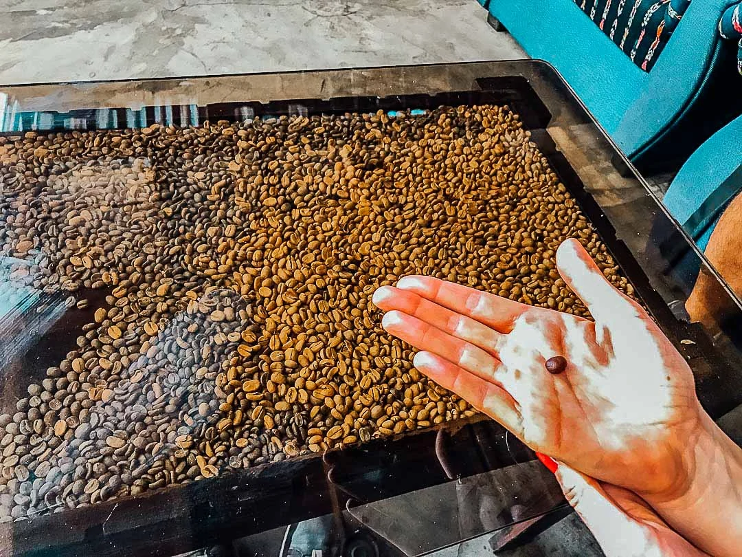 guatemala kaffeebohnen guatemala kaffeebohnen