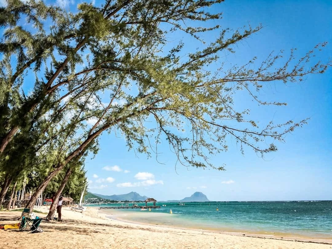 mauritius filaobaeume mauritius filaobaeume