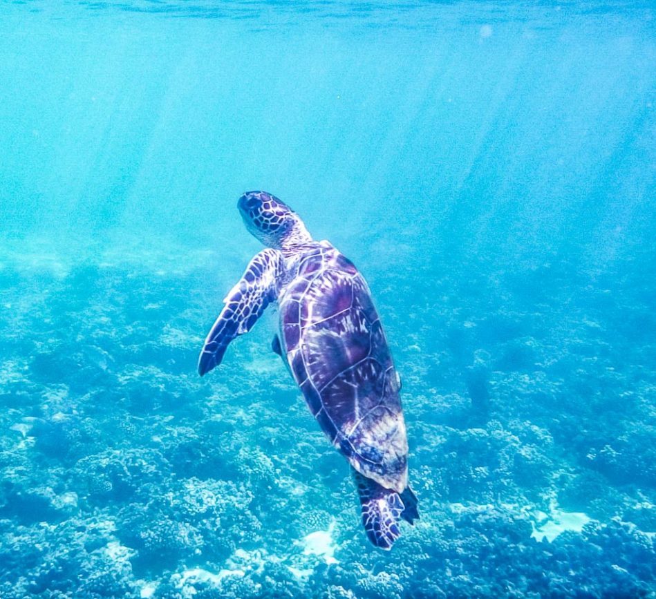 oman rundreise daymaniyat islands schildkroete