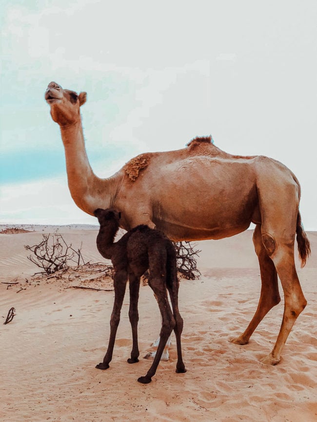 oman rundreise wahiba sands 2