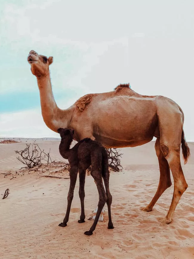 oman rundreise wahiba sands 2 oman rundreise wahiba sands 2