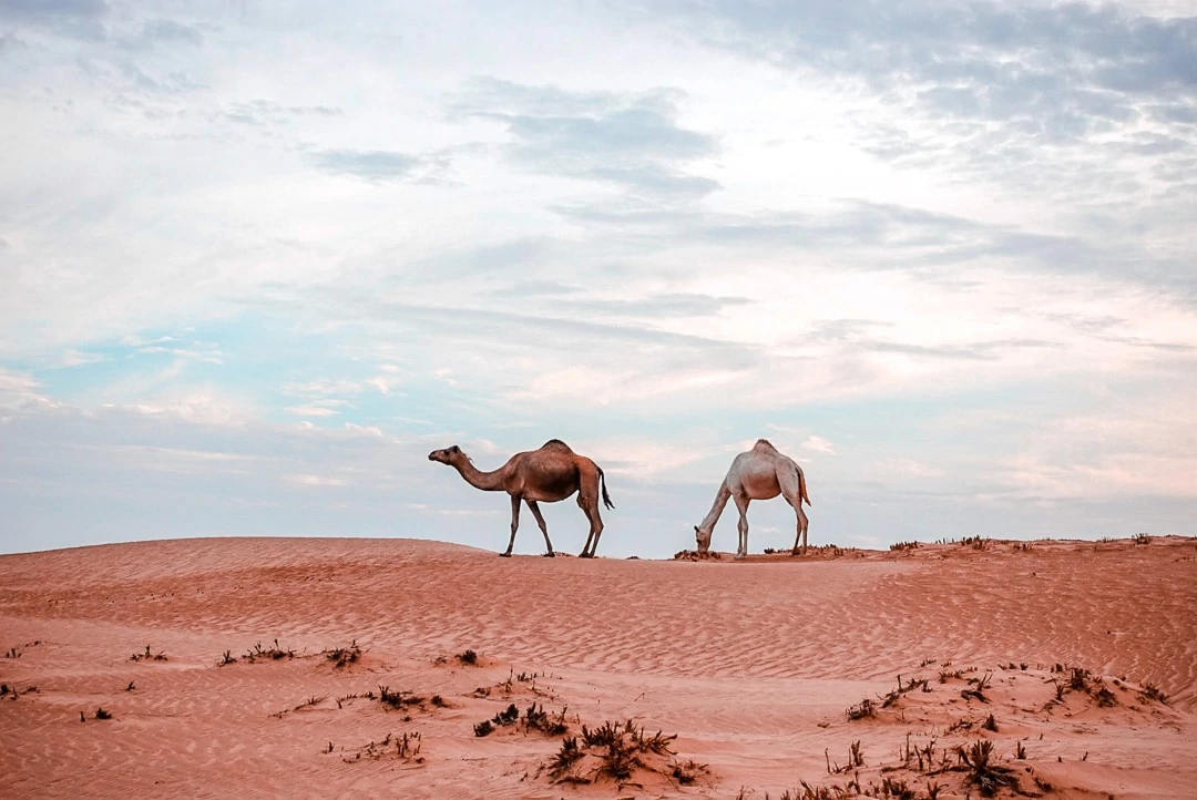 oman rundreise wahiba sands oman rundreise wahiba sands