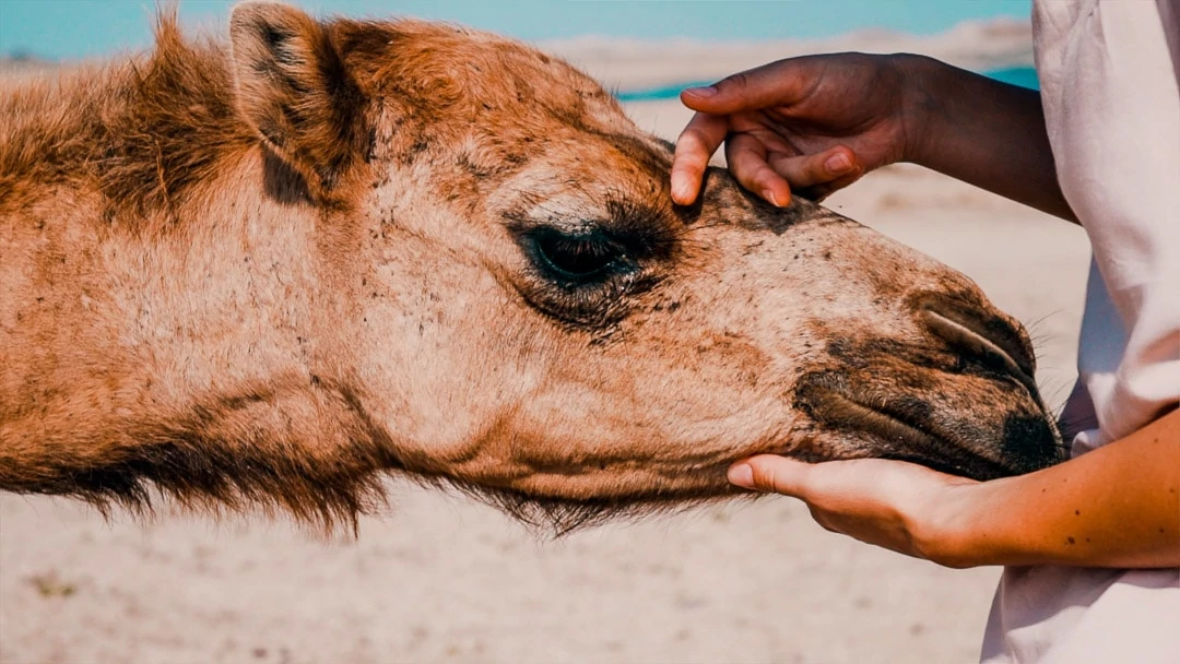 oman urlaub kamel oman urlaub kamel