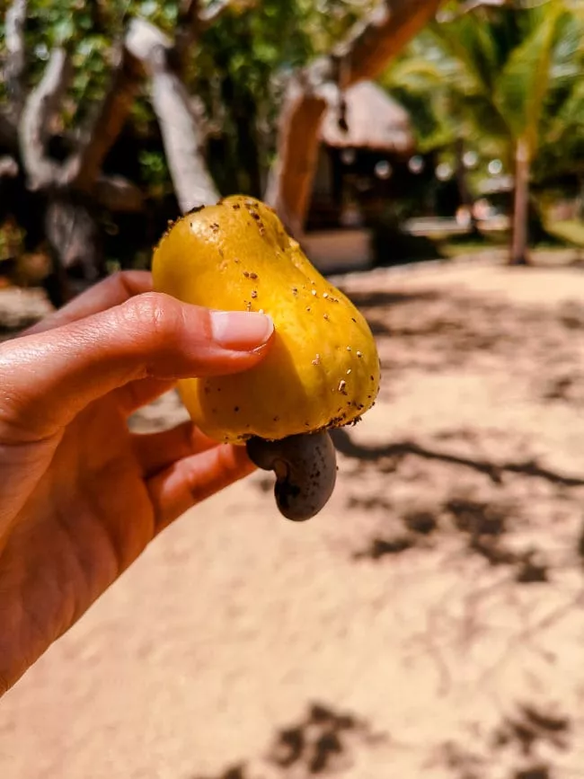 Philippinen Cashew Frucht