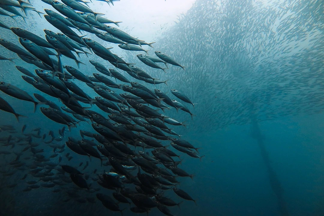 philippinen moalboal sardines run philippinen moalboal sardines run