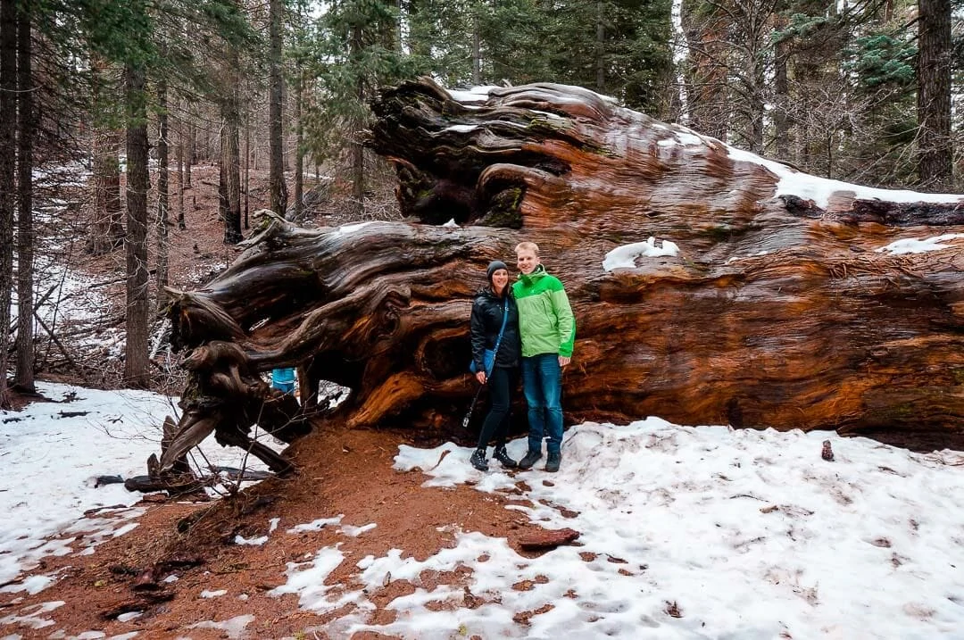usa westkueste giant sequoia