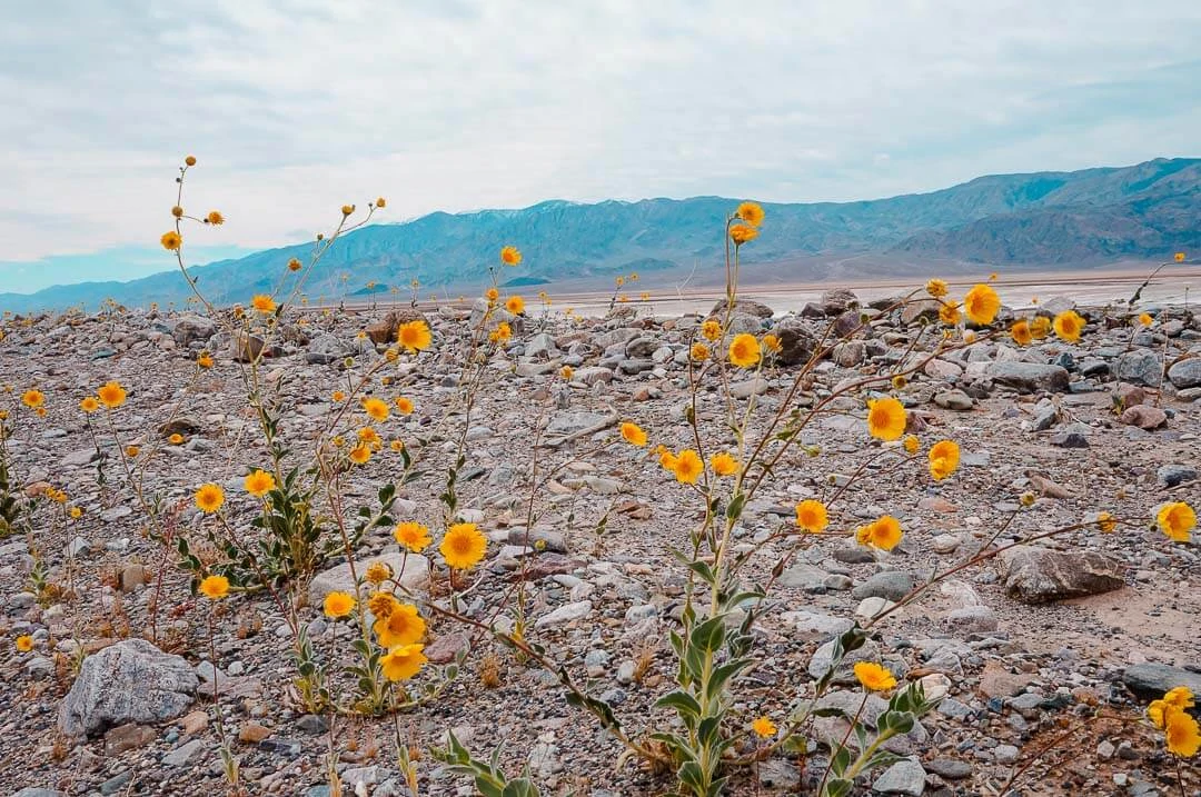 USA Westkueste Super Bloom