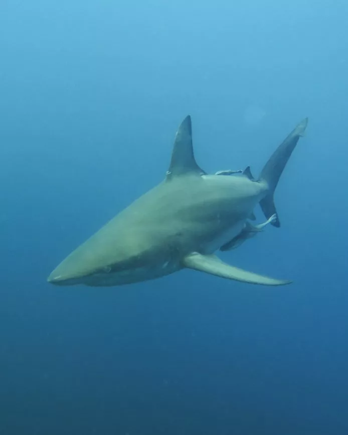 durban umkomaas tauchen 13 von 50