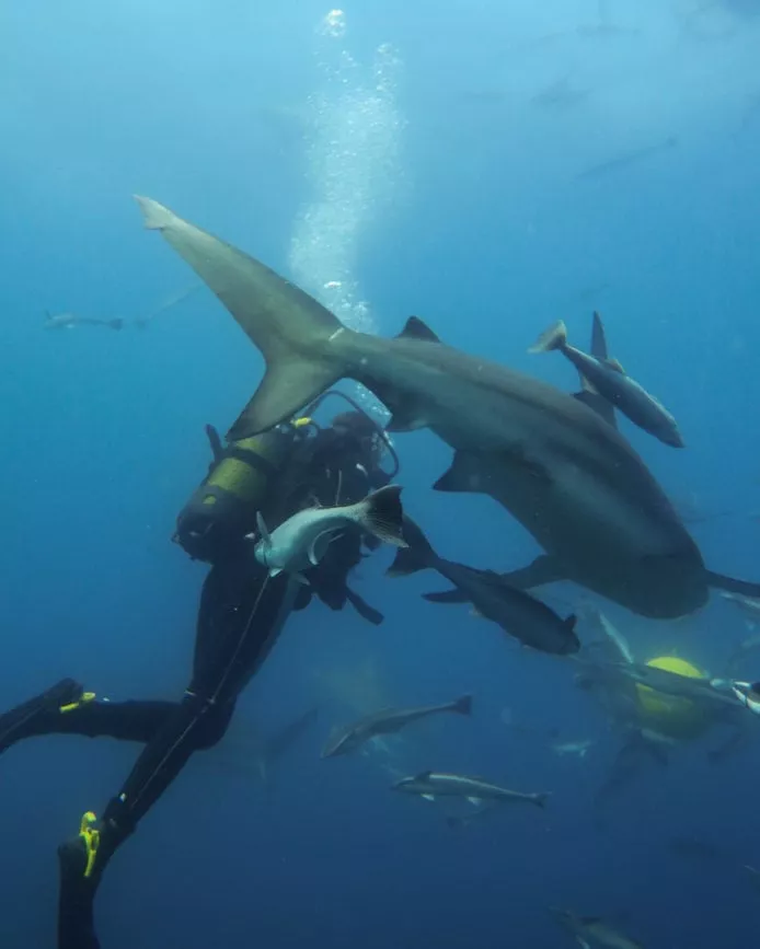 durban umkomaas tauchen 15 von 50