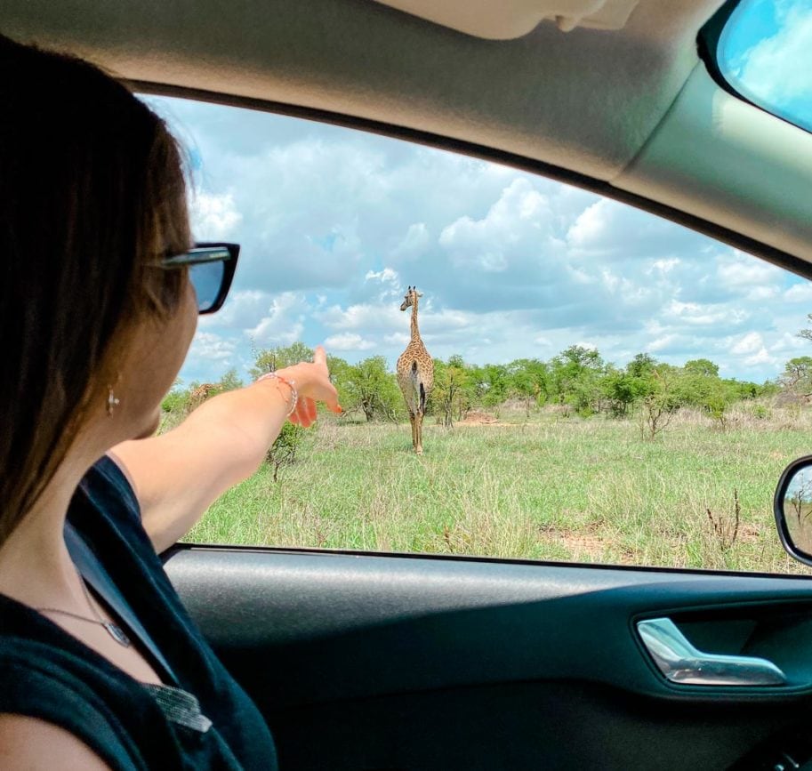 kruger nationalpark safari