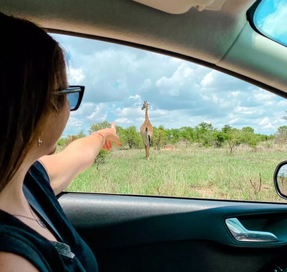 kruger nationalpark safari kruger nationalpark safari