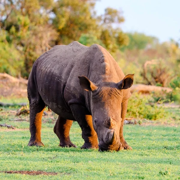 nashorn in suedafrika nashorn in suedafrika