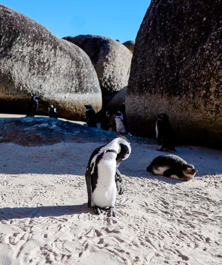 Kap der Guten Hoffnung Pinguine