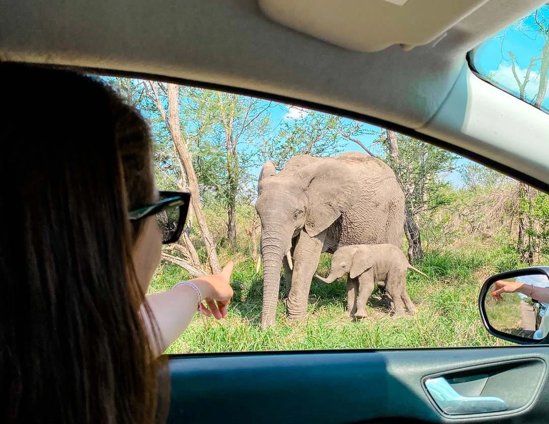 safari krueger nationalpark elefanten