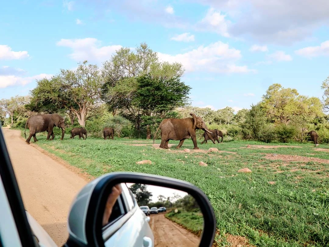 safari krueger nationalpark tiere am weg