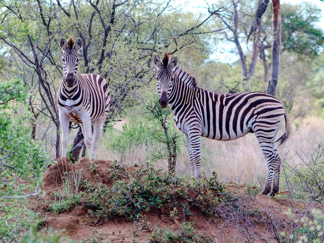 safari suedafrika game reserve 10