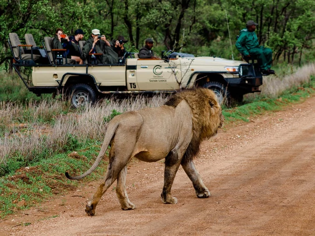 safari suedafrika game reserve 2