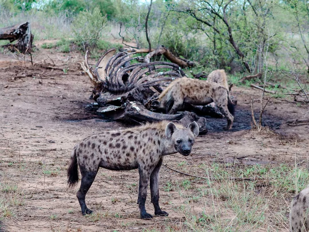 safari suedafrika hyaenen