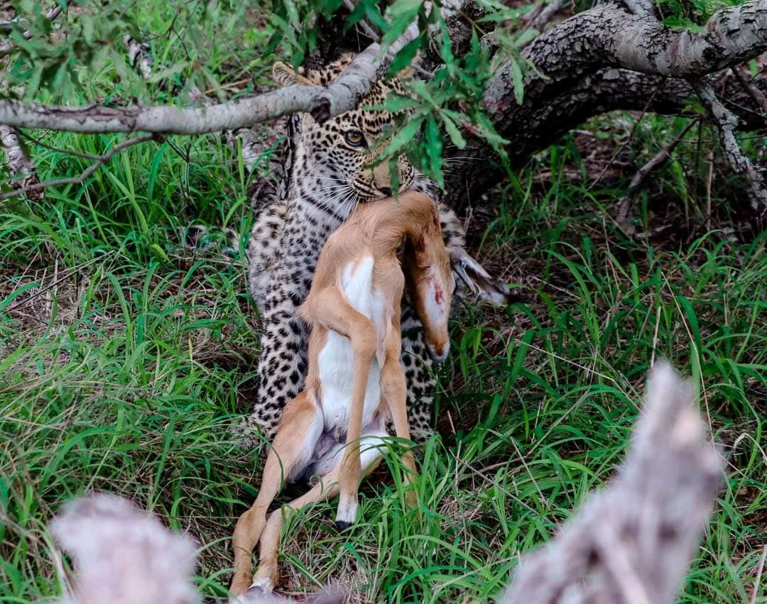 safari suedafrika krueger nationalpark tipps 10