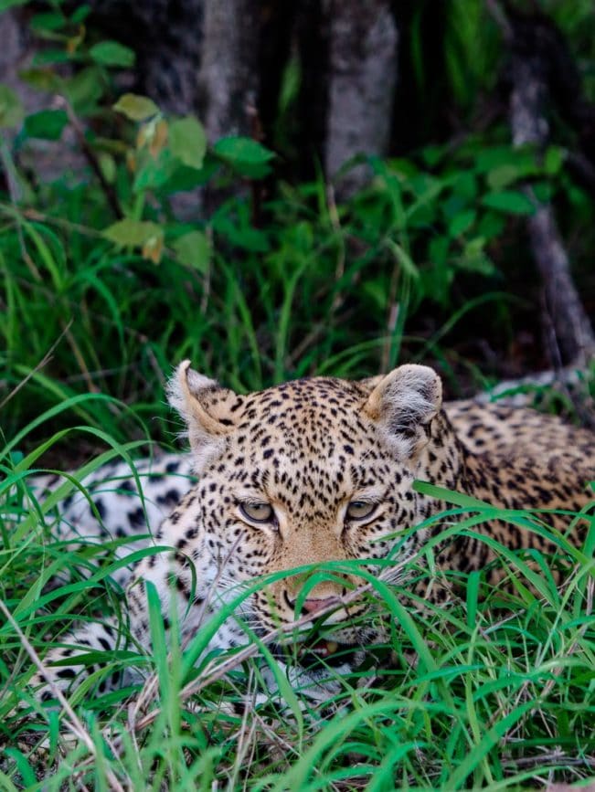 Safari Südafrika Krüger Nationalpark Tipps