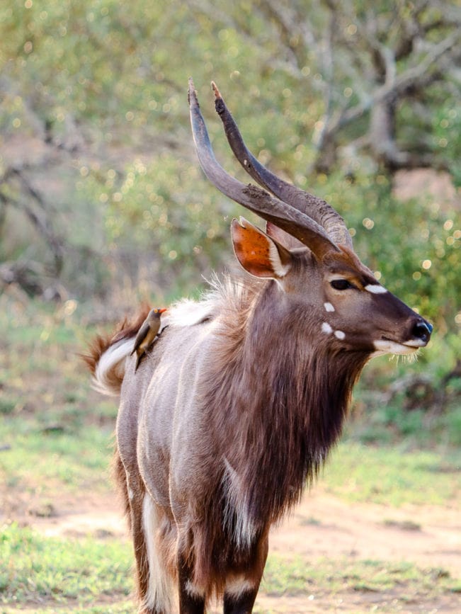 Safari Südafrika Krüger