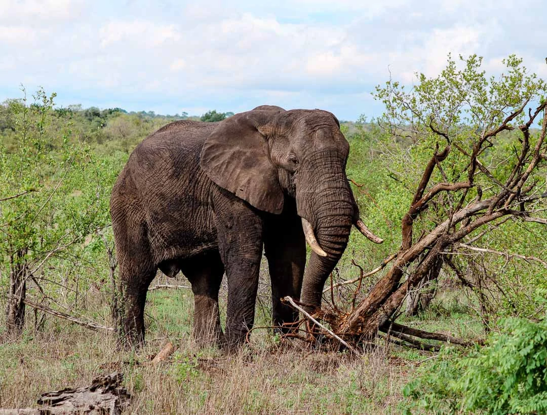 safari suedafrika krueger nationalpark tipps