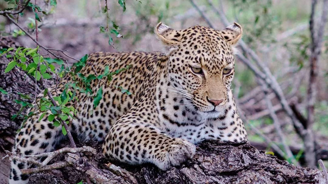 safari südafrika Safari Südafrika