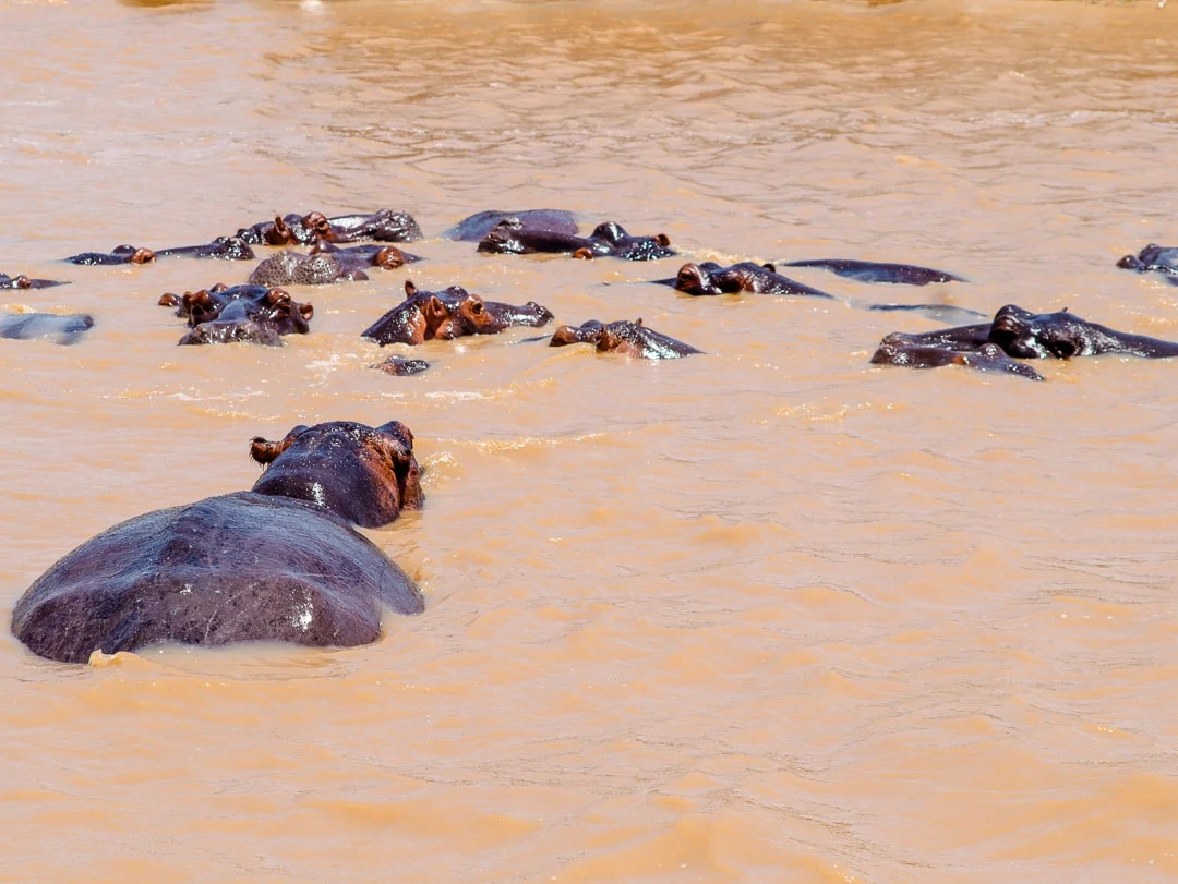 st lucia suedafrika hippo tour nilpferde 2