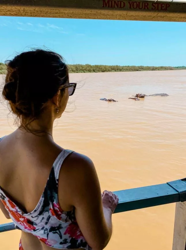 St. Lucia südafrika hippo tour nilpferde