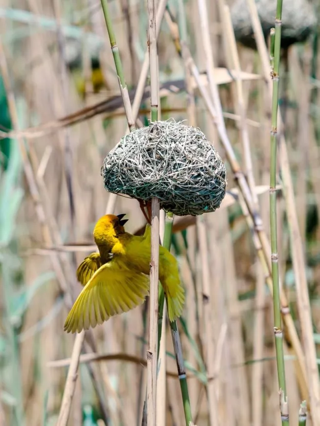St. Lucia südafrika hippo tour vogel