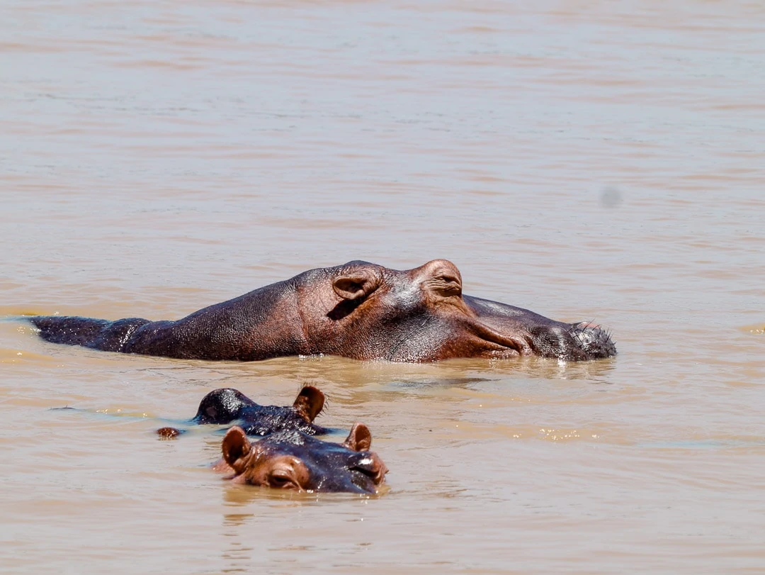 St. Lucia südafrika St Lucia Südafrika nilpferde