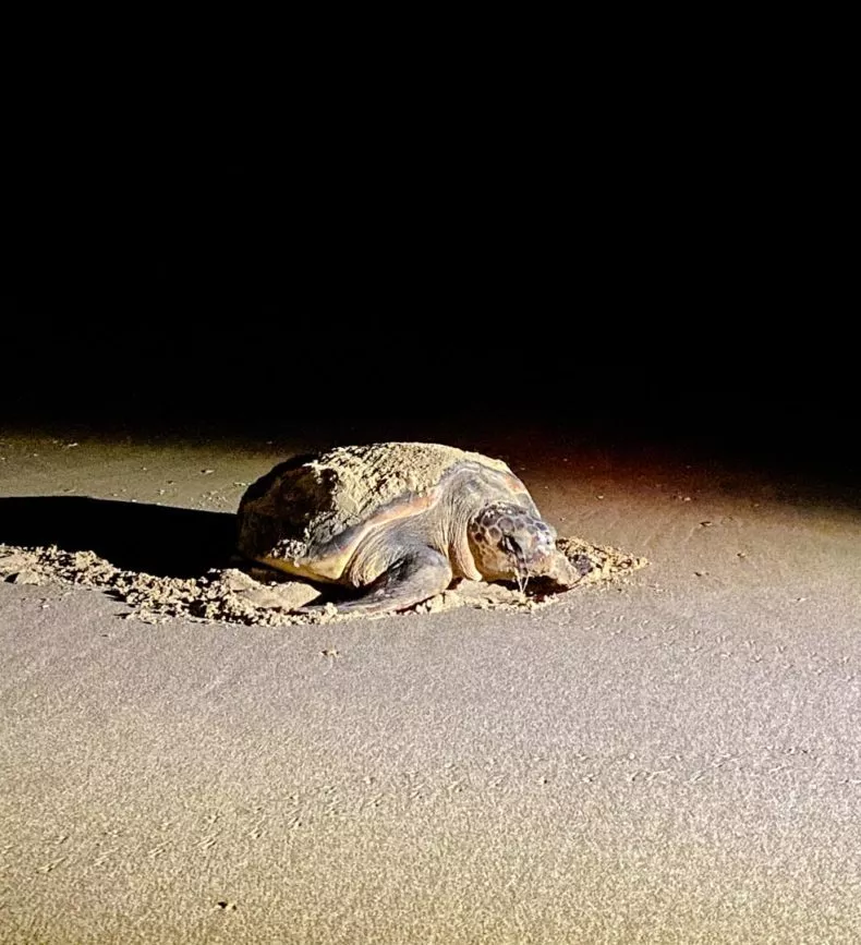 st lucia suedafrika turtle tour loggerhead turtle 2