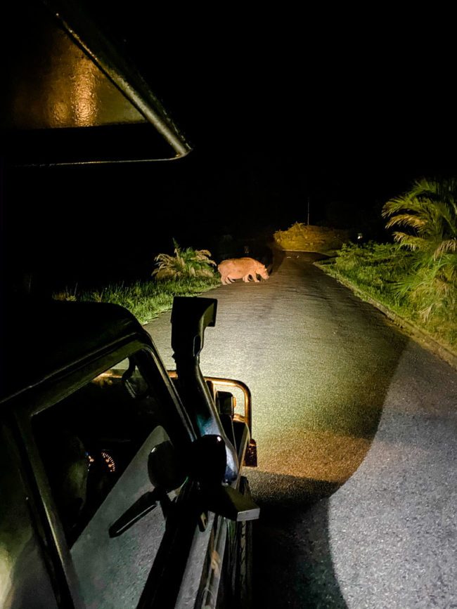 st lucia suedafrika turtle tour nilpferd