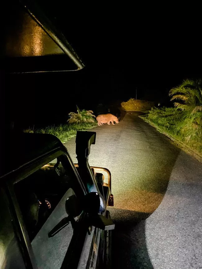 st lucia suedafrika turtle tour nilpferd