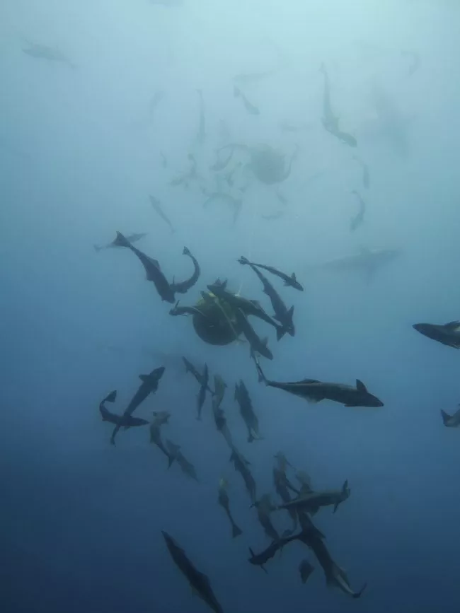 suedafrika baited shark dive