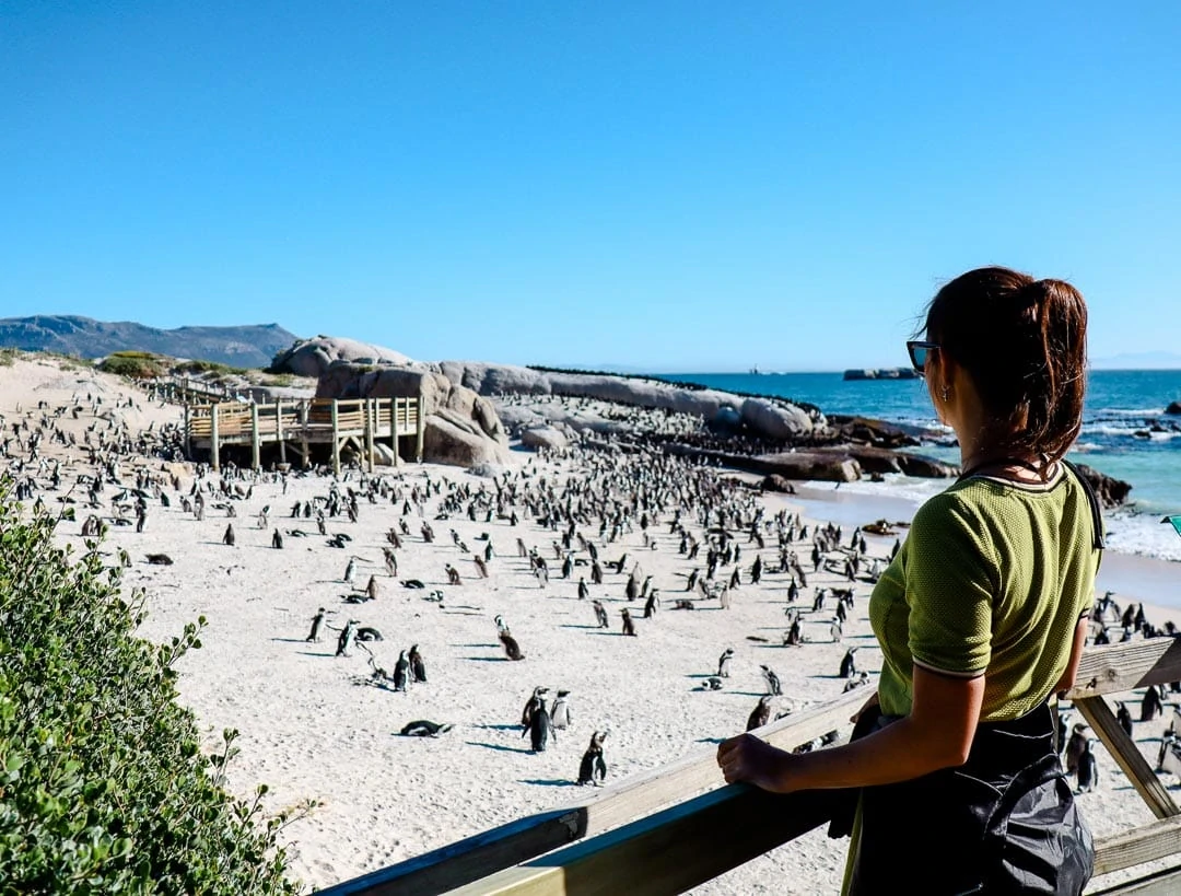 suedafrika pinguine foxy beach suedafrika pinguine foxy beach