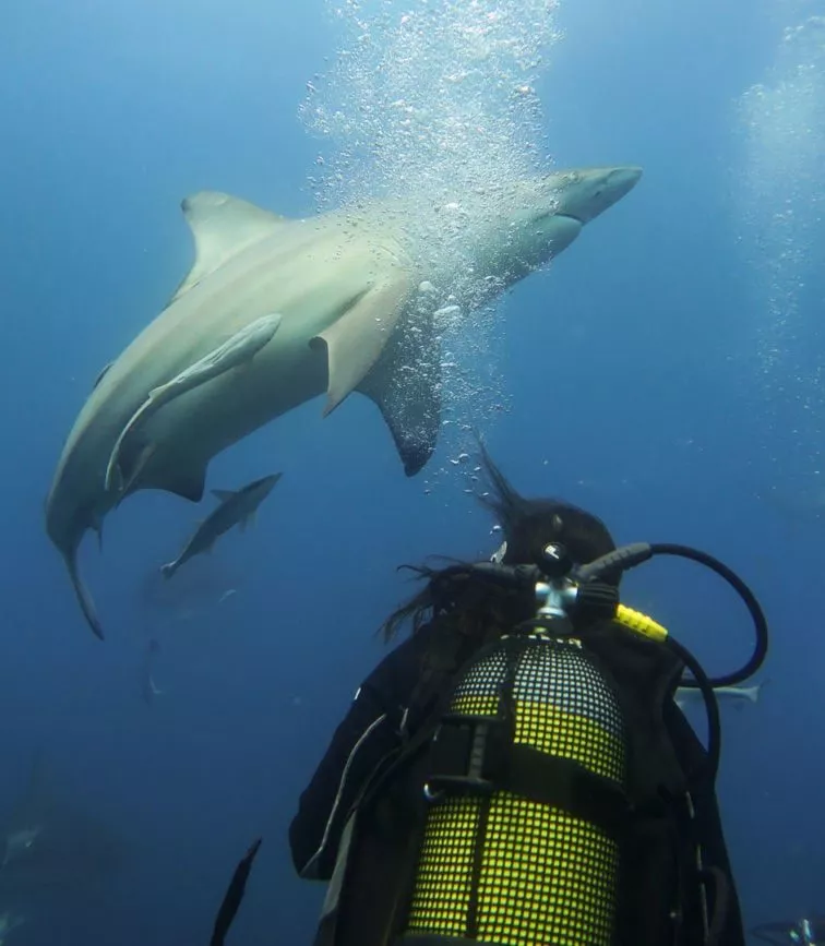 suedafrika rundreise baited shark dive
