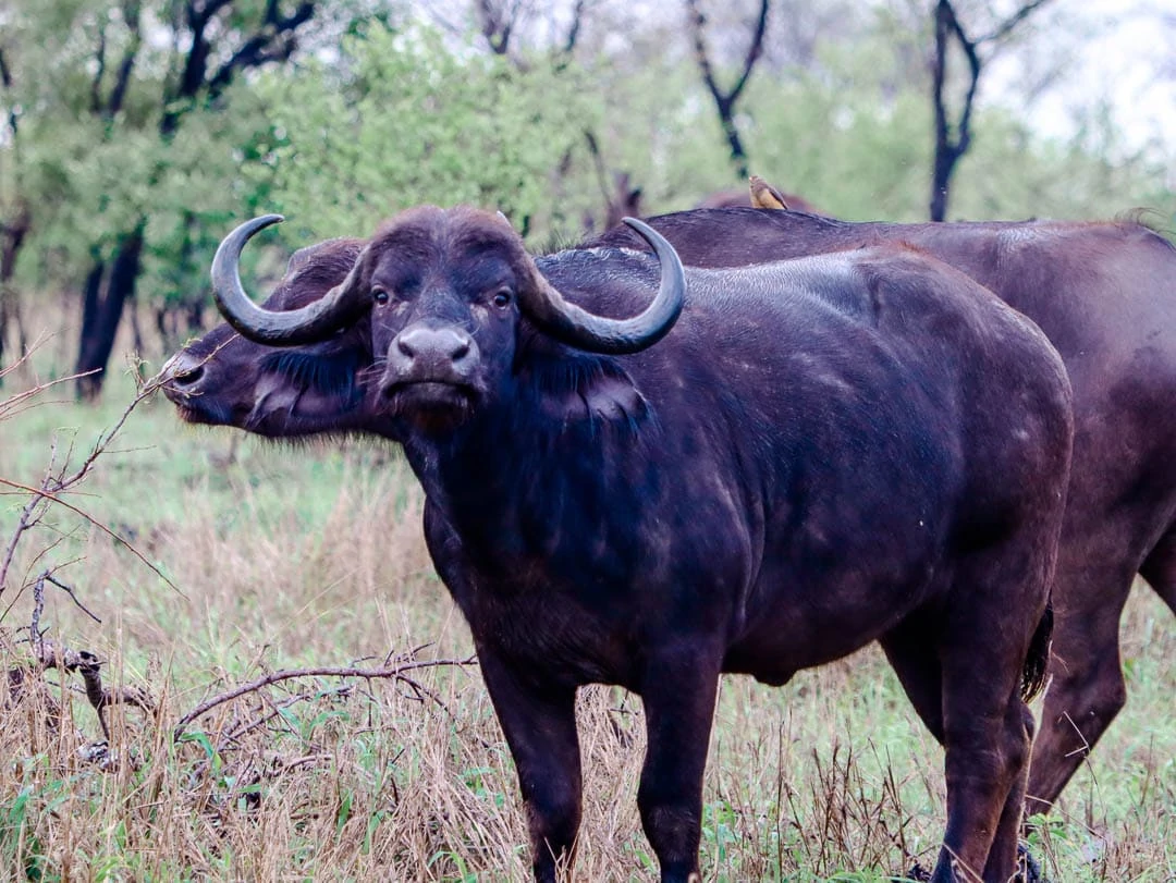 suedafrika safari big five bueffel5