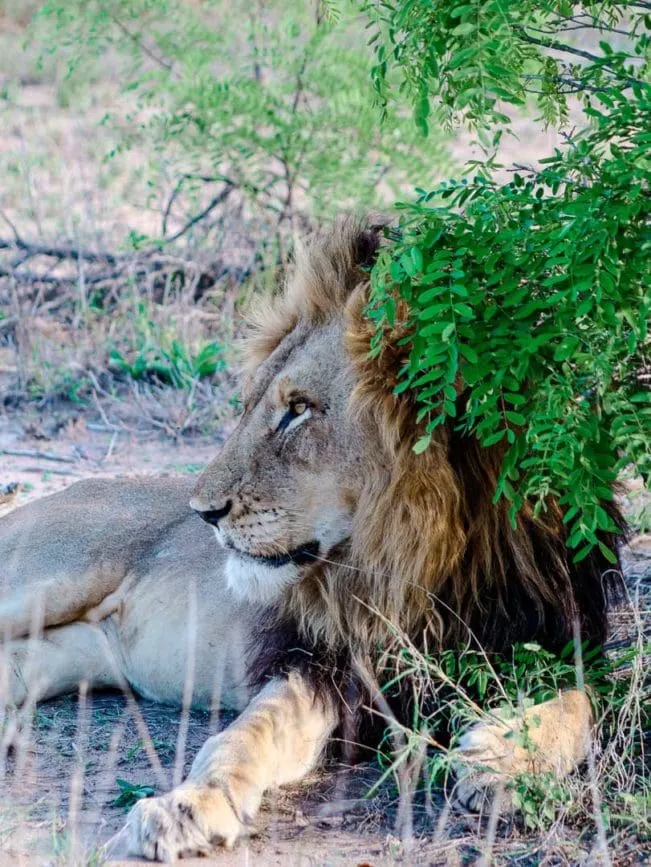 suedafrika safari loewe