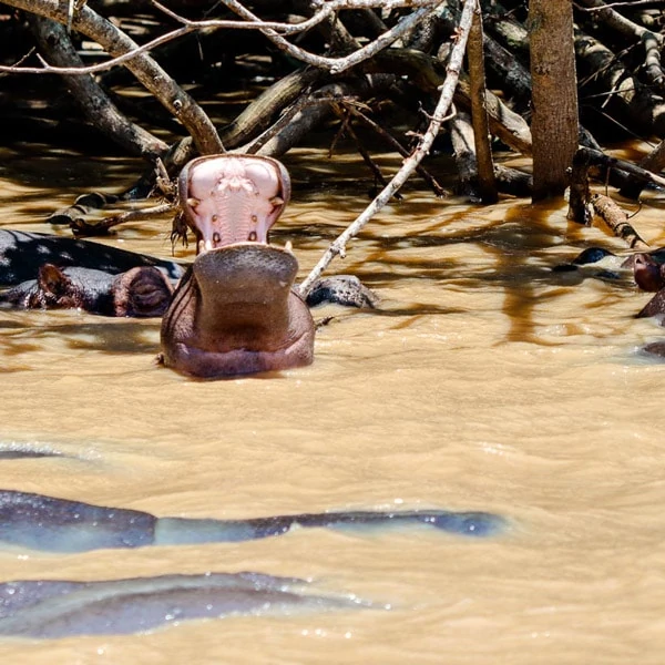 Südafrika Sehenswürdigkeiten: St. Lucia