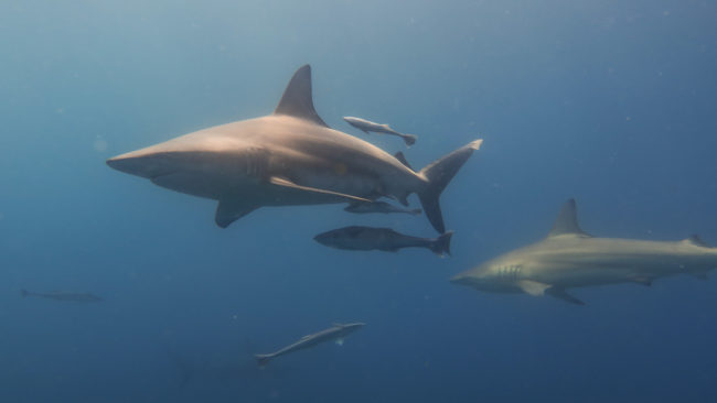 Südafrika tauchen mit Haien