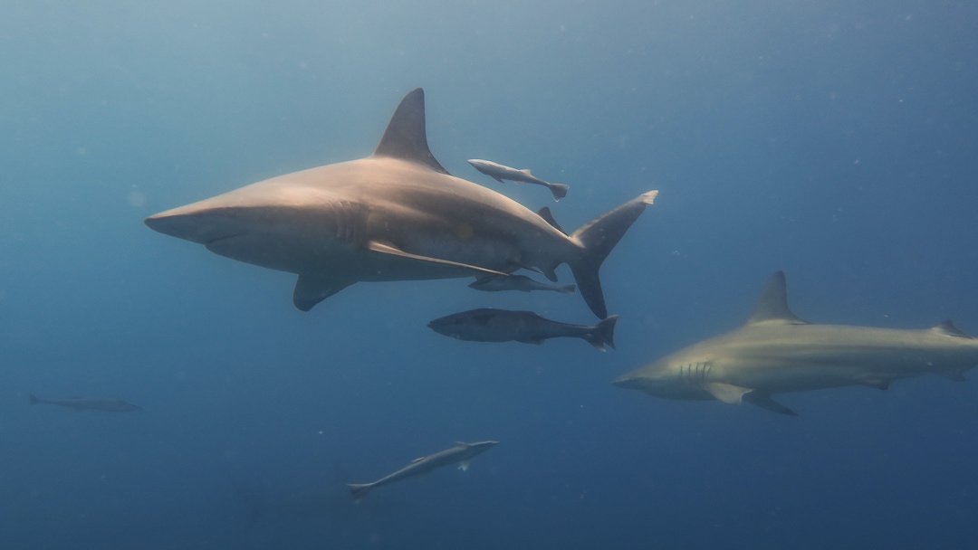 Südafrika tauchen mit Haien