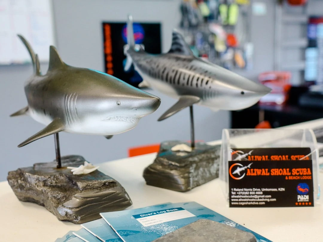 südafrika mit haien schnorcheln