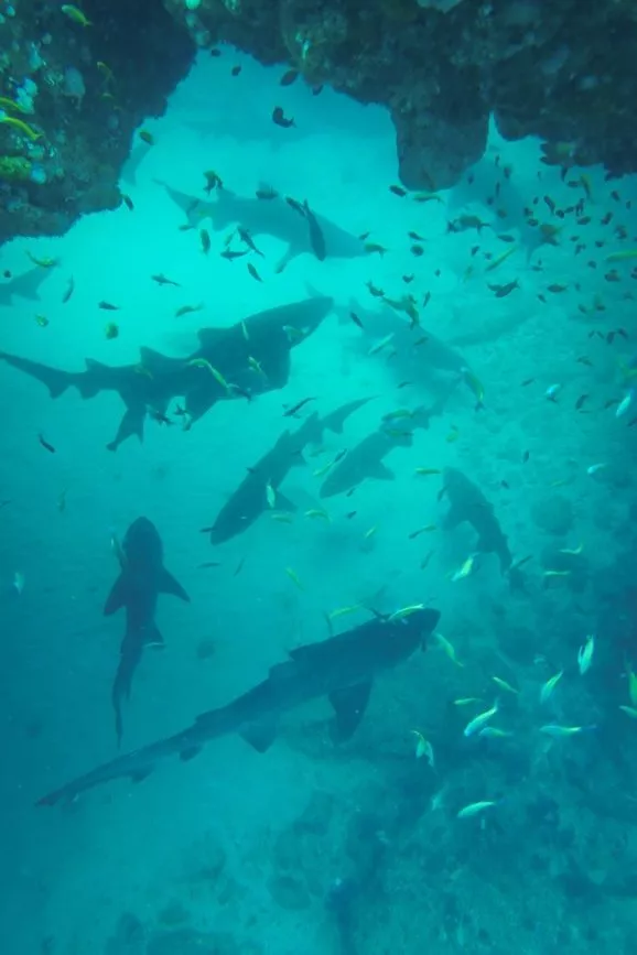 südafrika tauchen mit haien