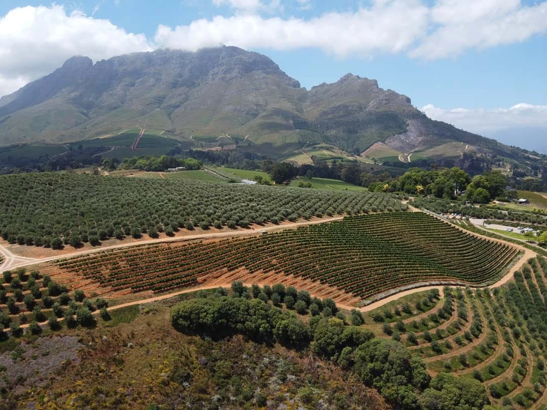 weinberge in stellenbosch weinberge in stellenbosch