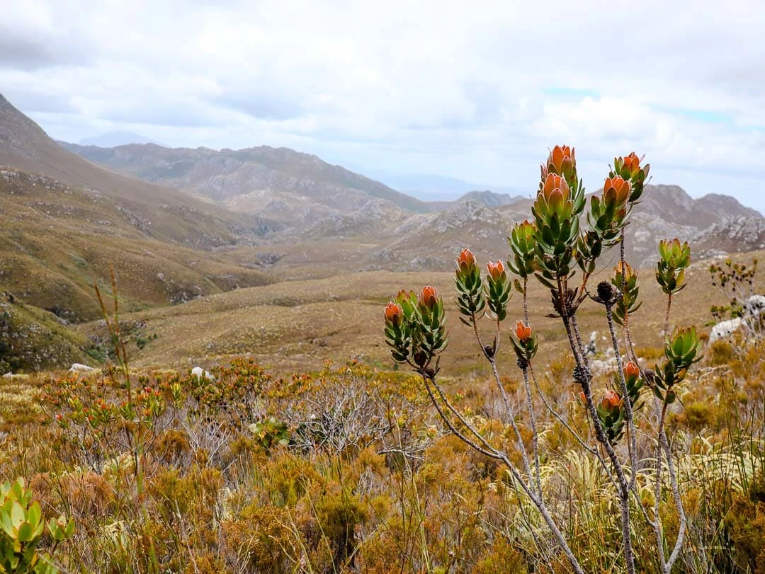 ziplining bei kapstadt landschaft