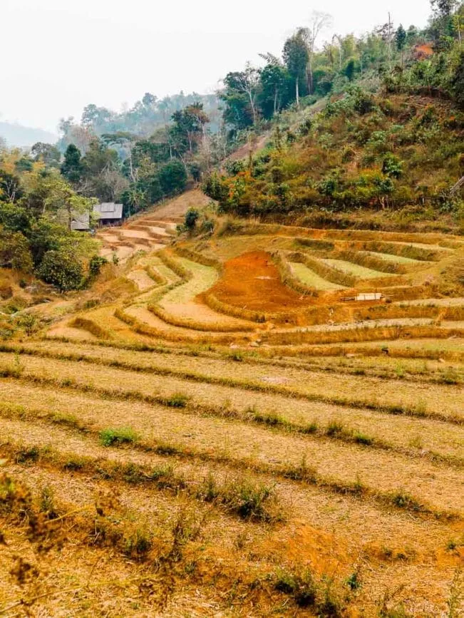chiang mai dschungelwanderung 2