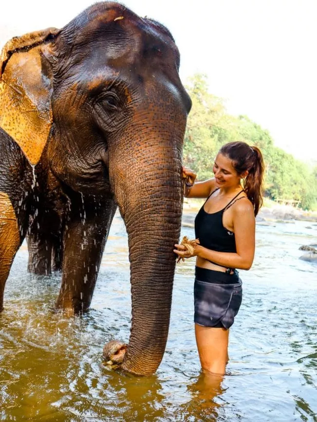 chiang mai elefanten